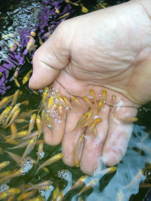 kleine Fische - babykois im Teich.JPG